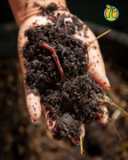 Hand holding rich soil with a visible earthworm, signalling healthy soil