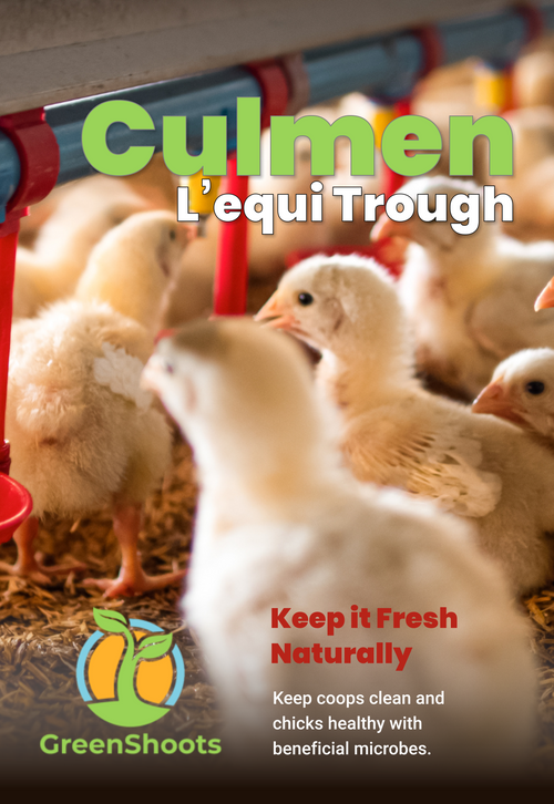 Advertisement for Culmen L'equi Trough with chicks and text about keeping coops clean naturally.